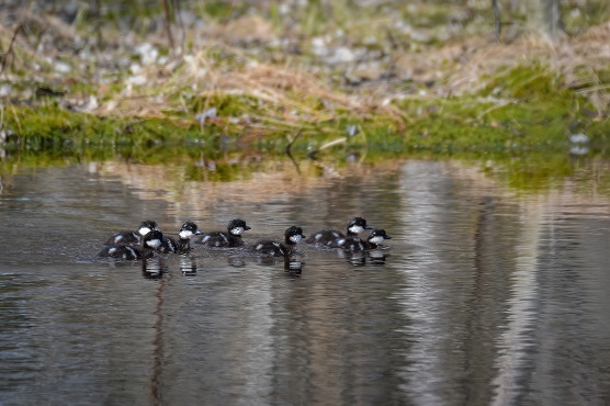 Telkät Kuivasjärvellä